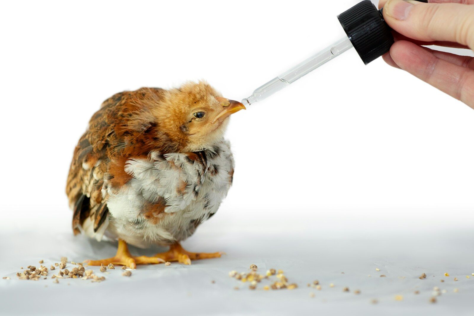 Veterinary Medicine